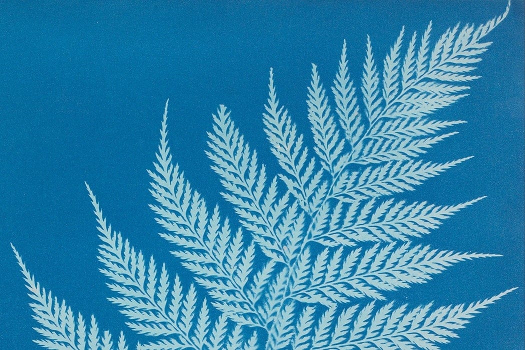 Anna Atkins — imagen 1