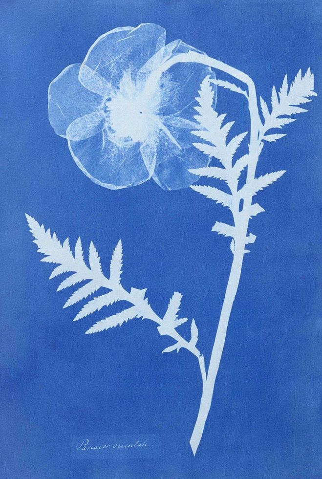 Anna Atkins — imagen 11