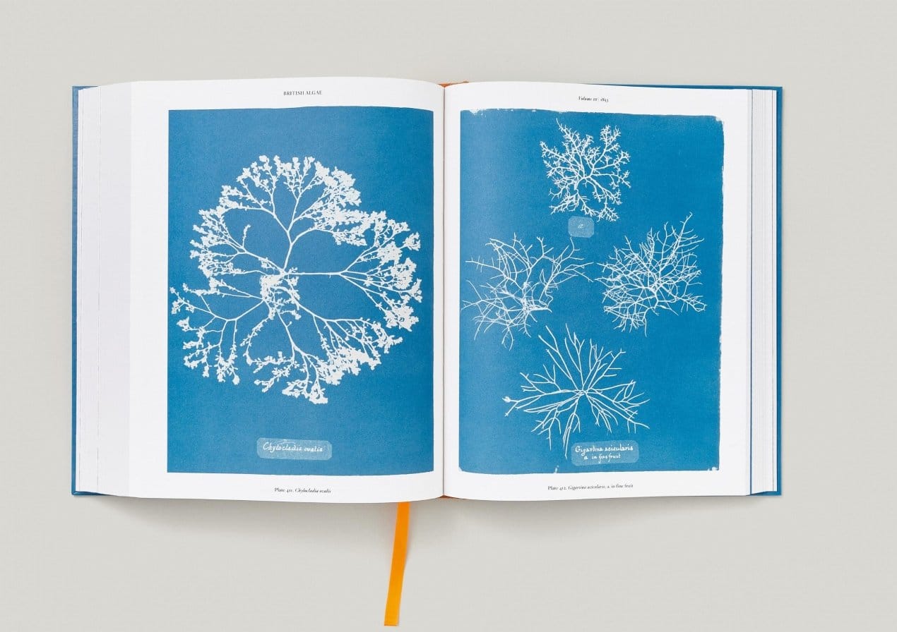 Anna Atkins — imagen 12