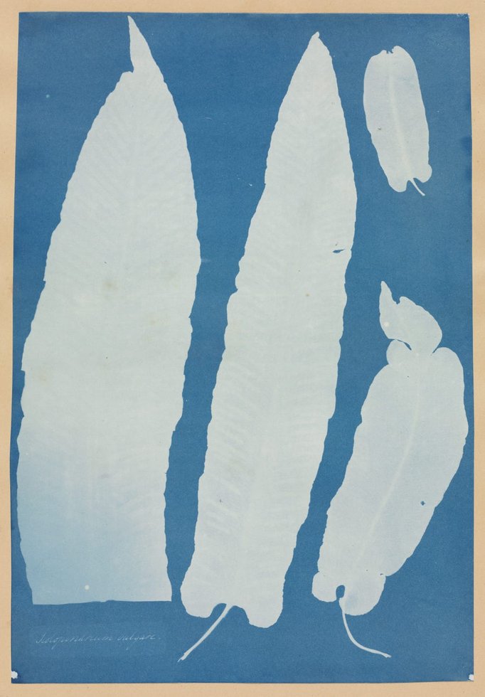 Anna Atkins — imagen 13