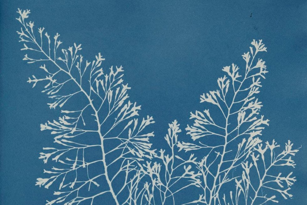 Anna Atkins — imagen 2