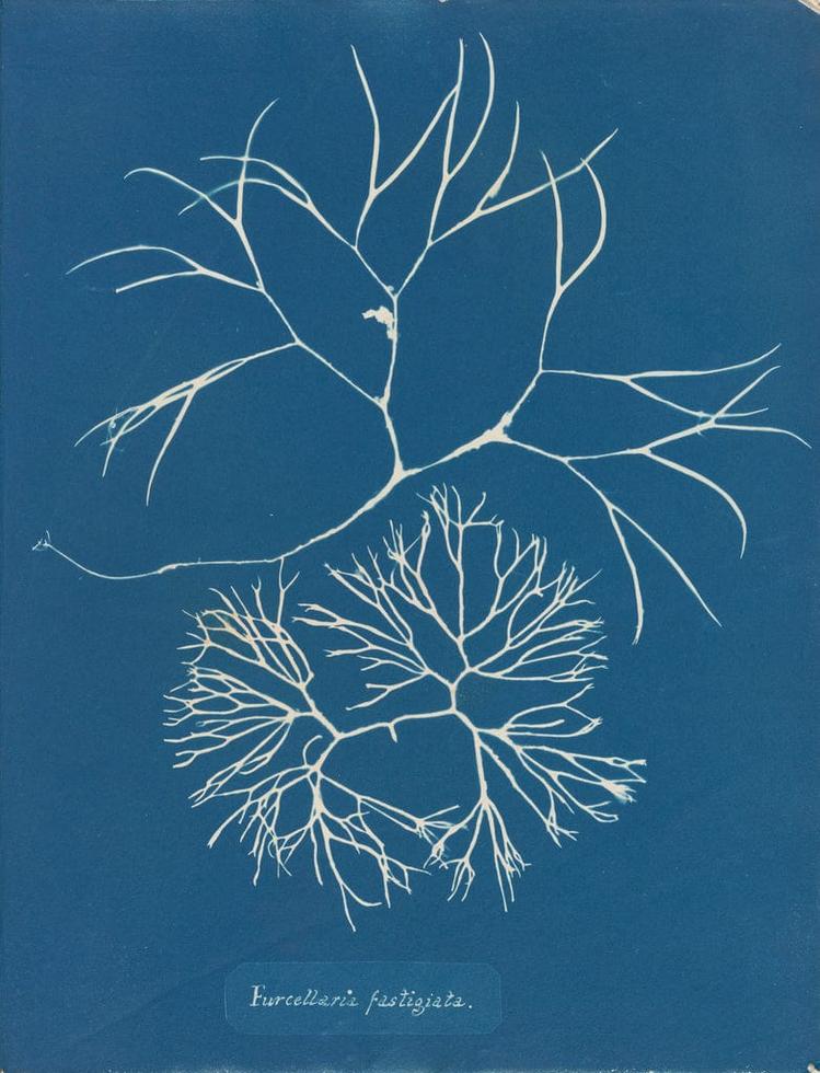 Anna Atkins — imagen 3