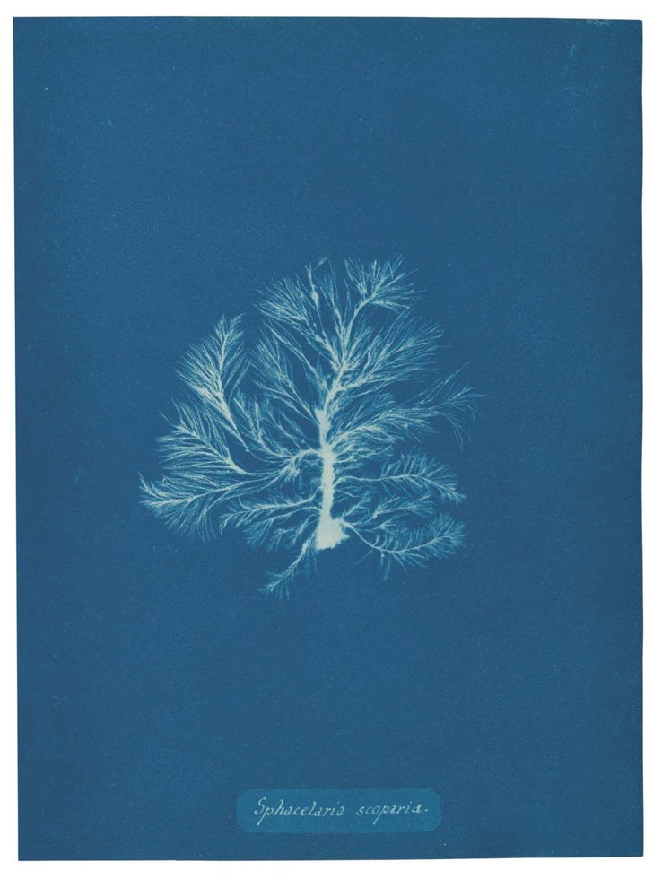 Anna Atkins — imagen 4