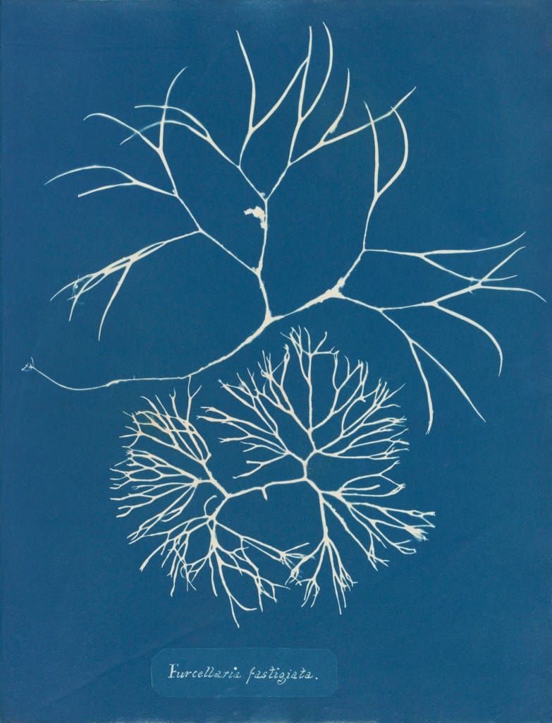 Anna Atkins — imagen 5
