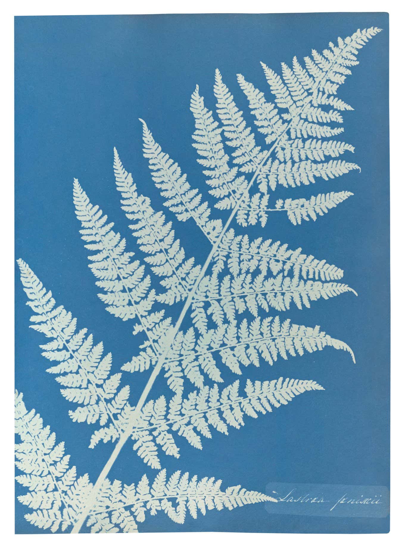 Anna Atkins — imagen 8