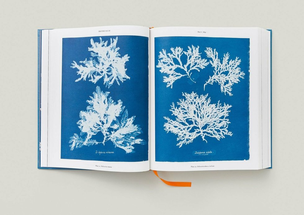Anna Atkins — imagen 9