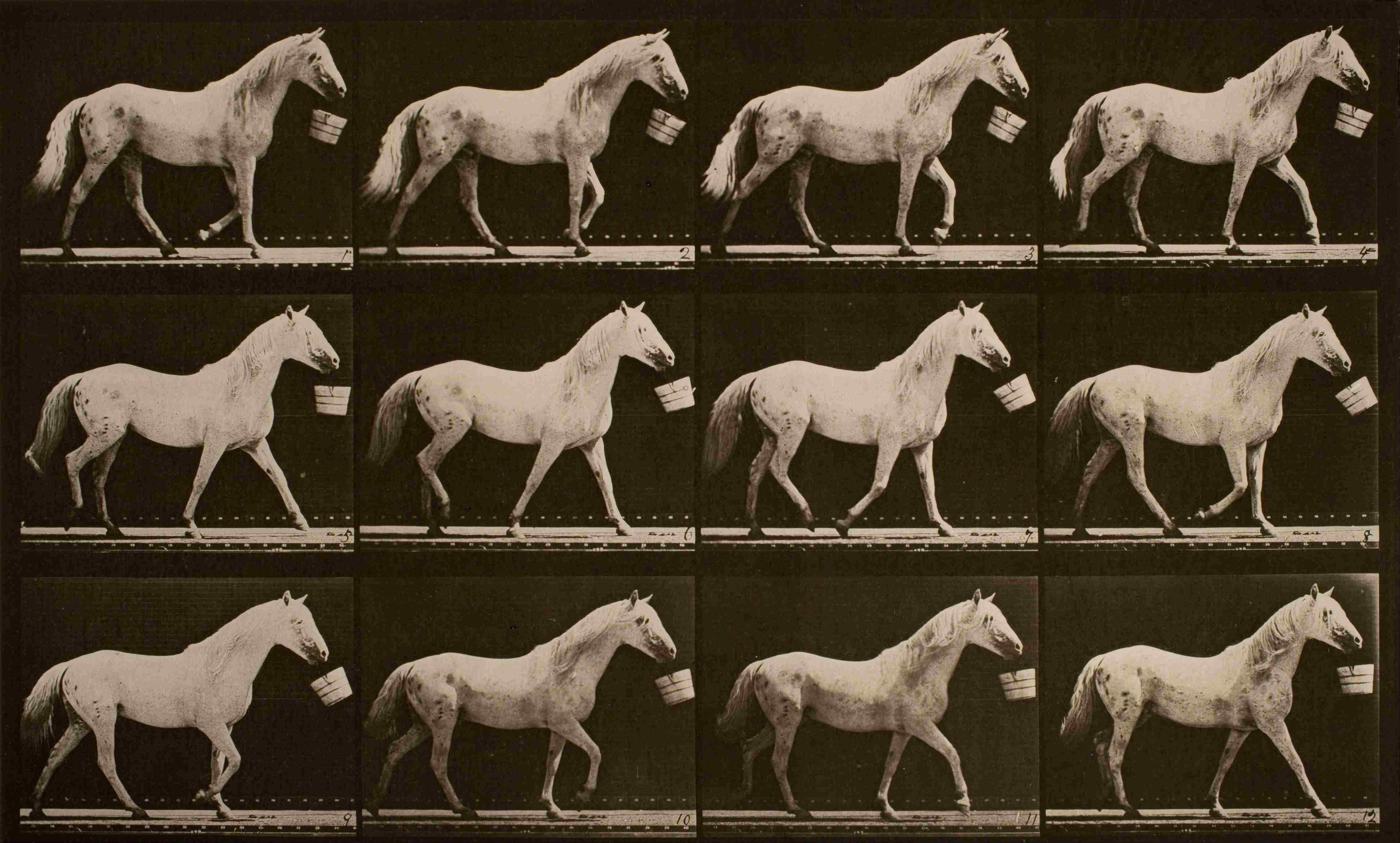 Eadweard Muybridge — imagen 5