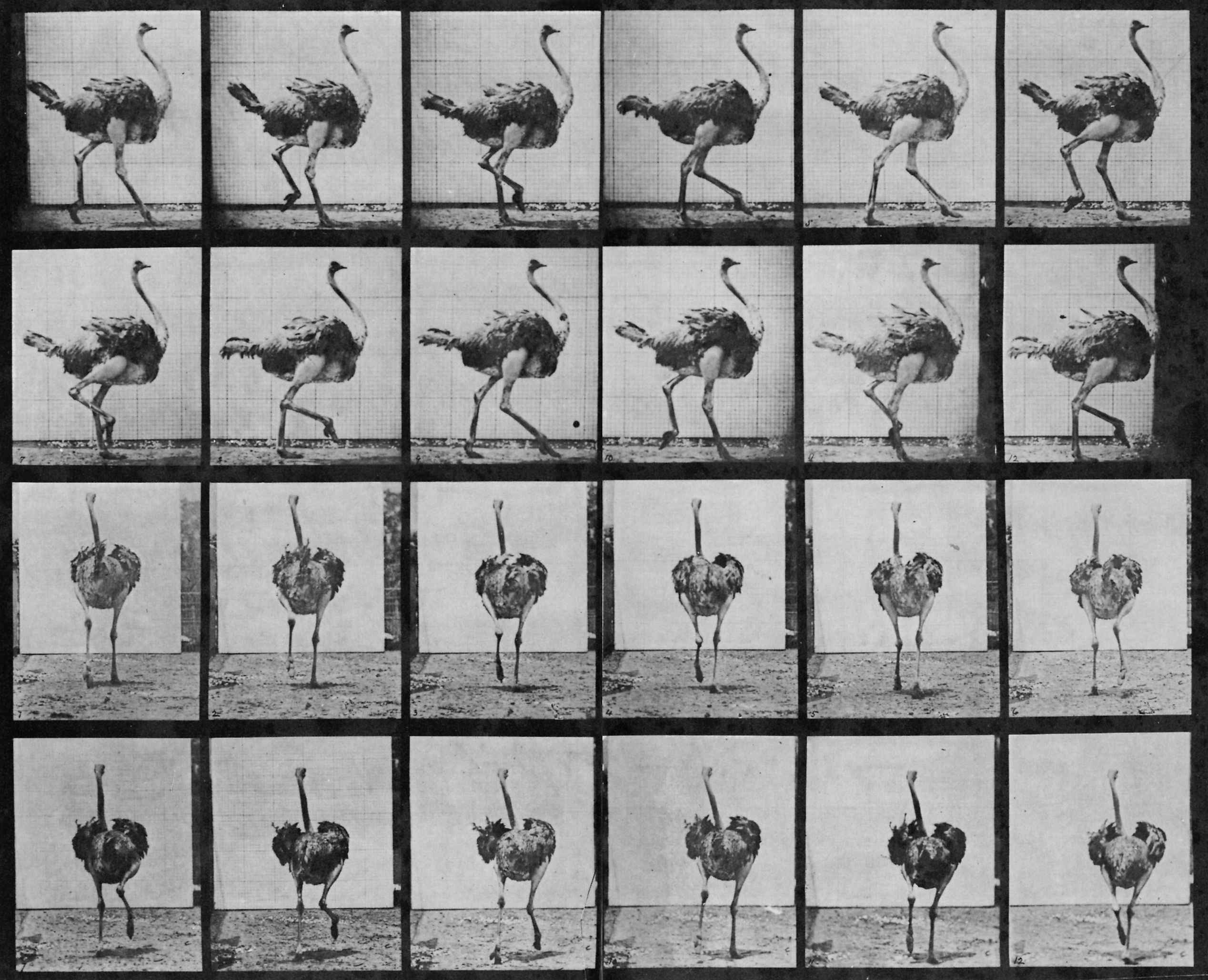 Eadweard Muybridge — imagen 9