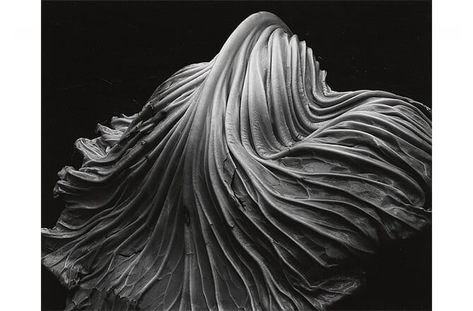 Edward Weston — imagen 11
