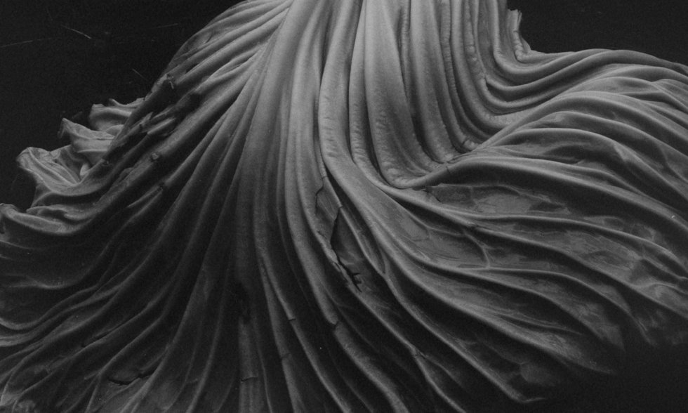 Edward Weston — imagen 3