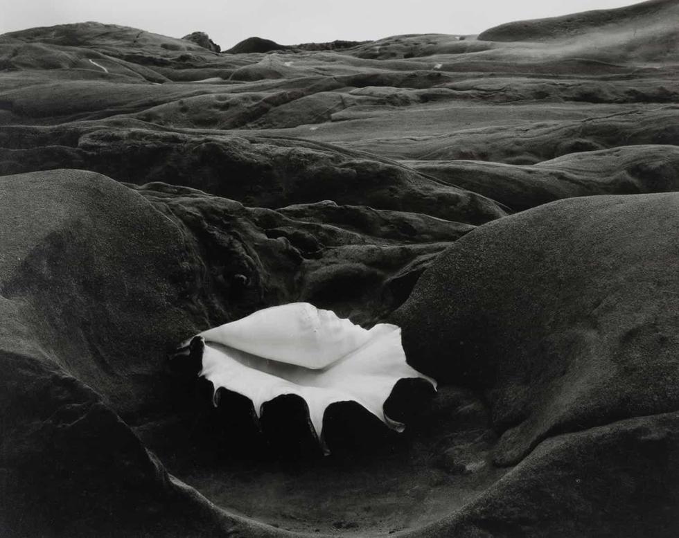 Edward Weston — imagen 4