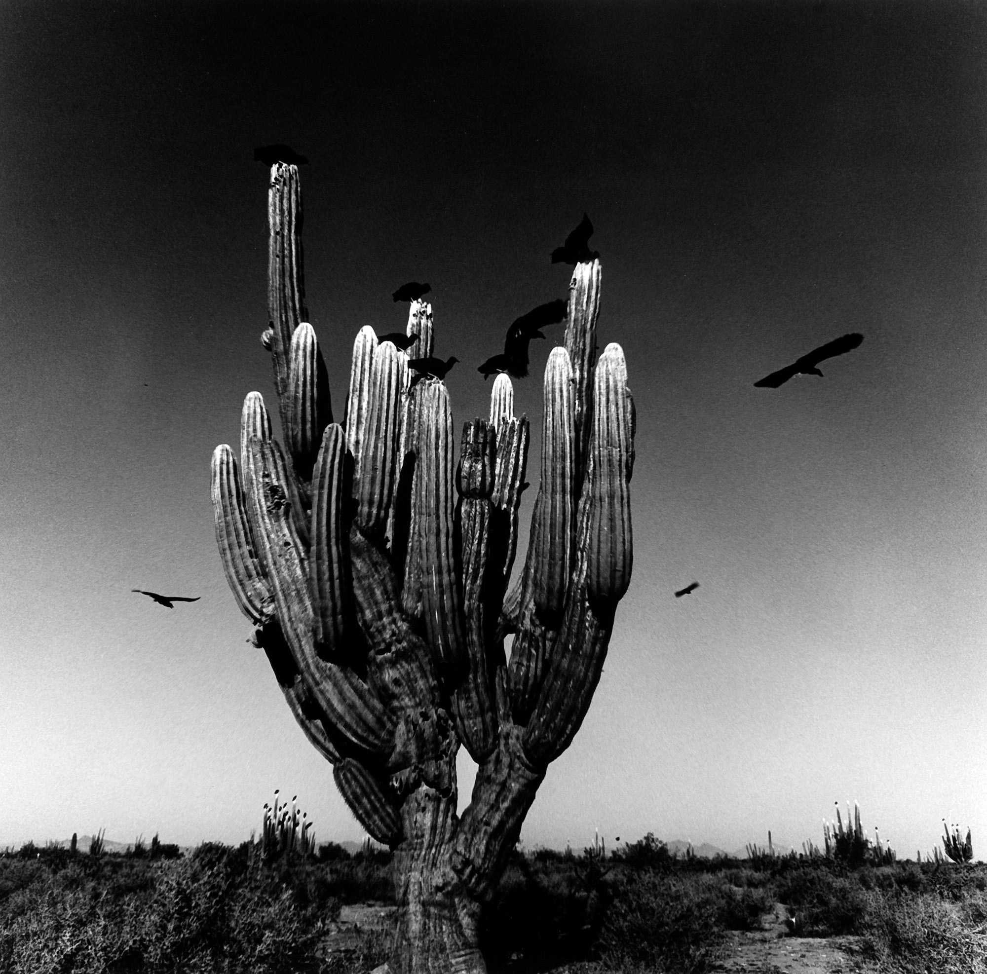 Graciela Iturbide — imagen 12