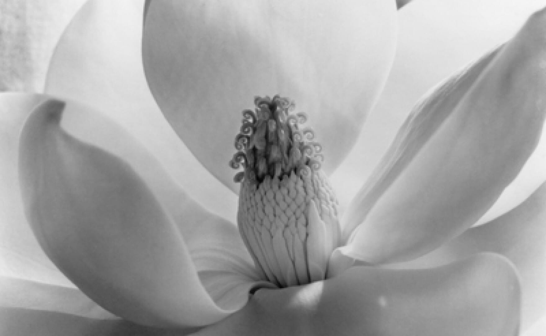 Imogen Cunningham — imagen 1
