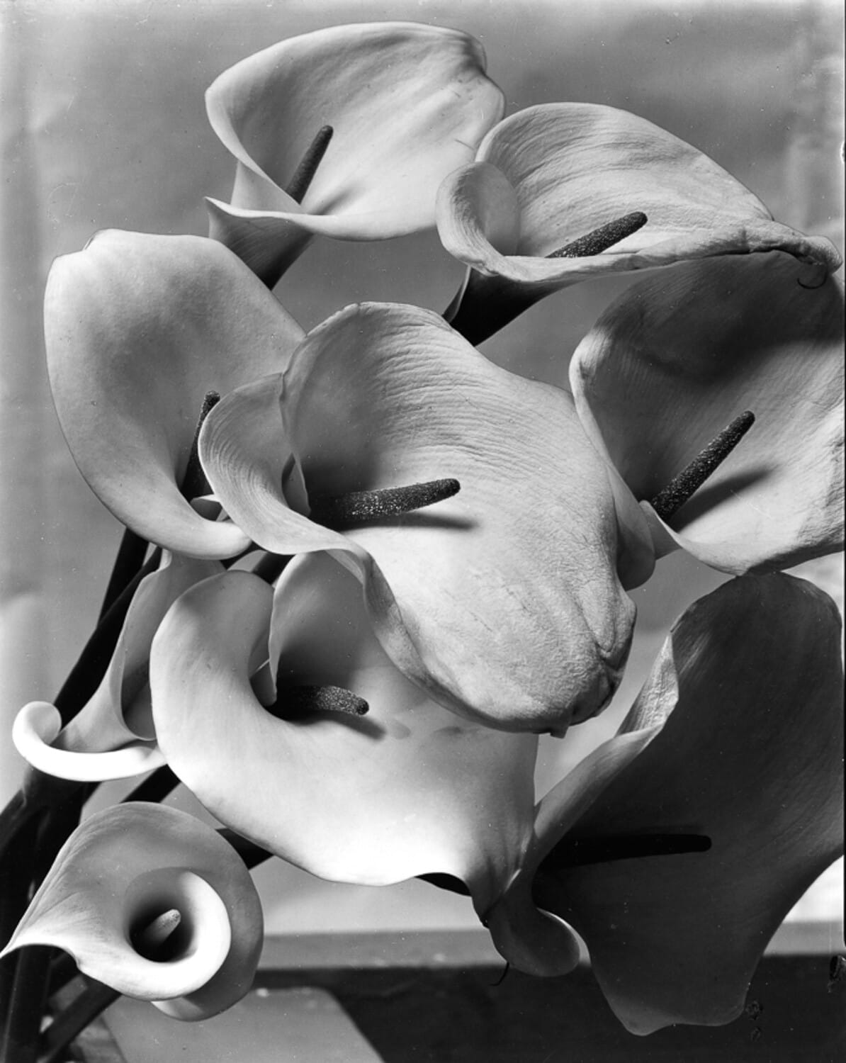 Imogen Cunningham — imagen 2