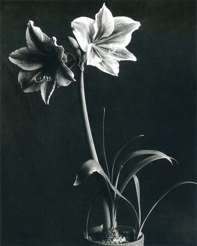 Imogen Cunningham — imagen 4