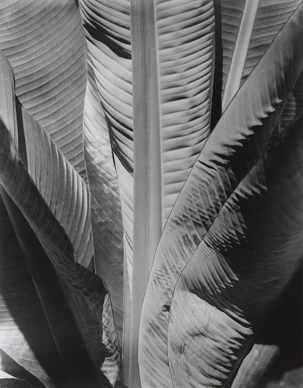 Imogen Cunningham — imagen 5