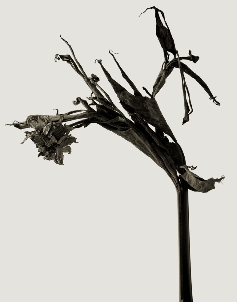 Joan Fontcuberta — imagen 12