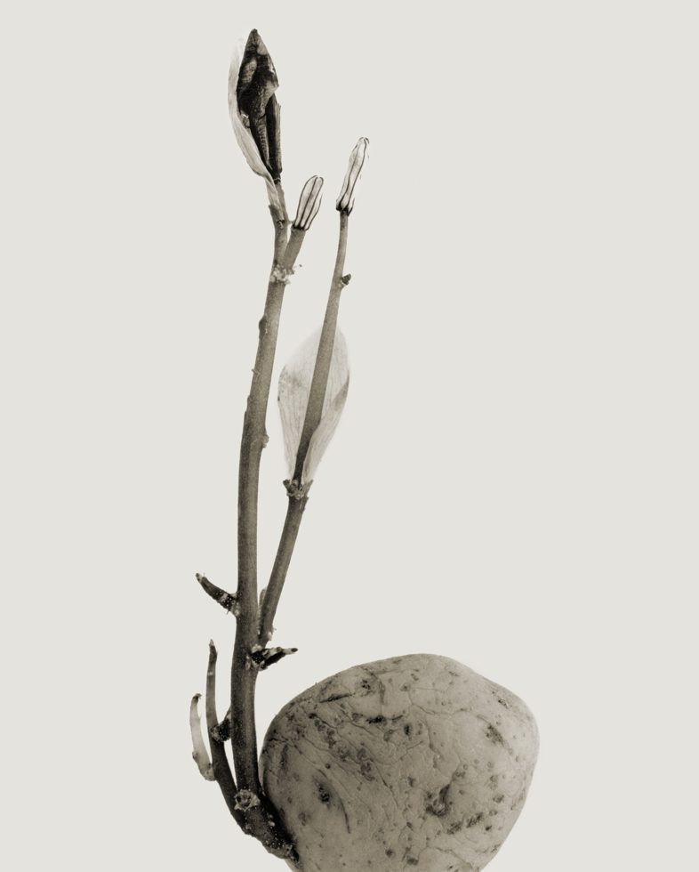 Joan Fontcuberta — imagen 13