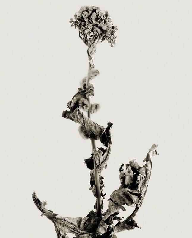Joan Fontcuberta — imagen 6