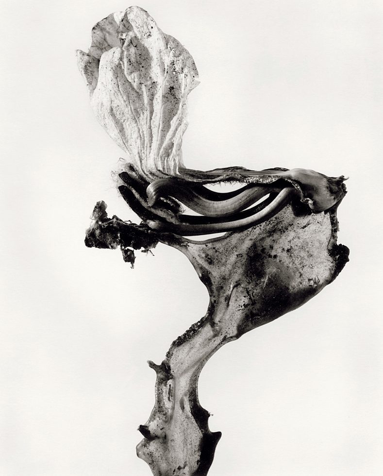 Joan Fontcuberta — imagen 7