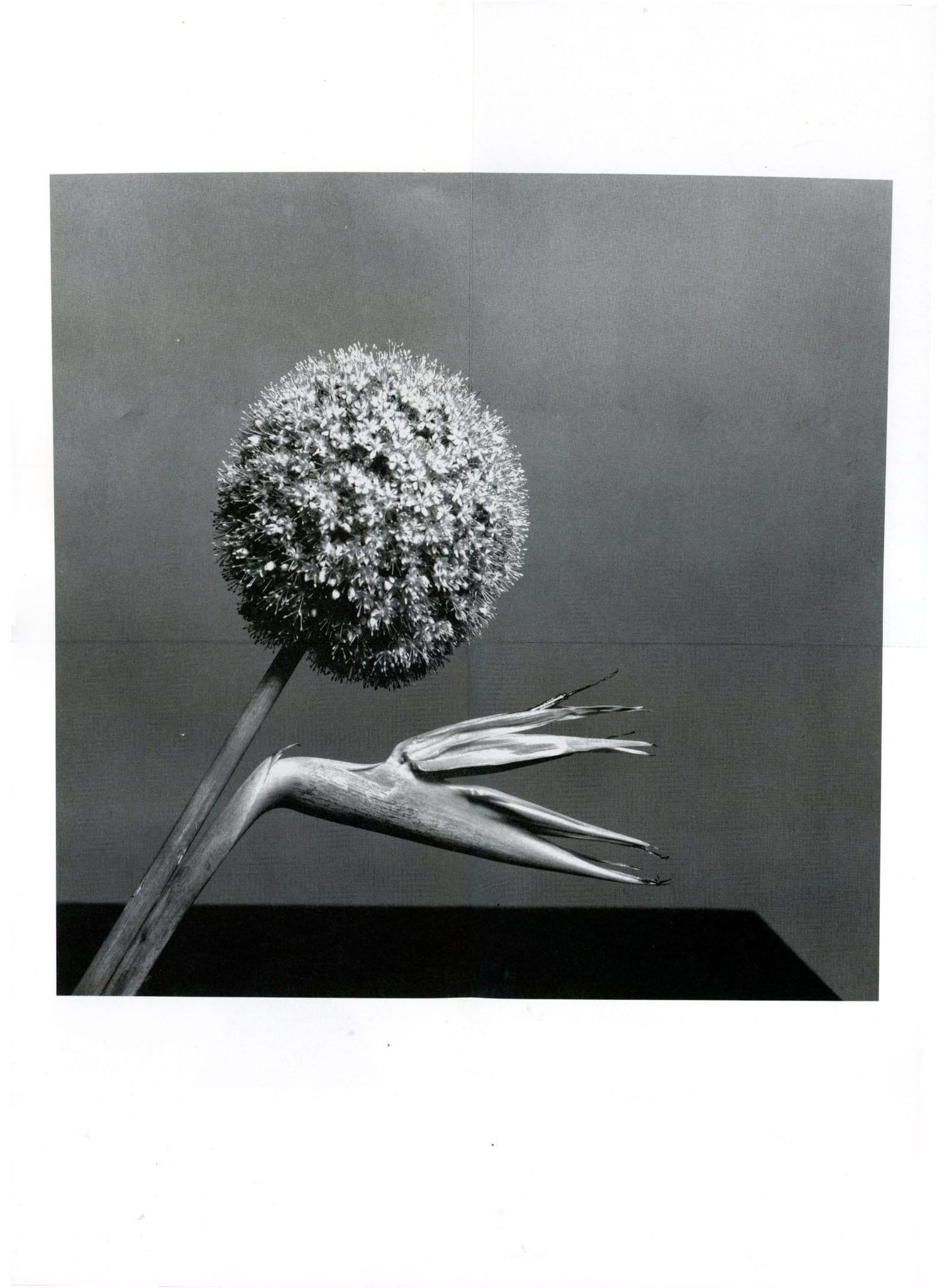 Robert Mapplethorpe — imagen 11