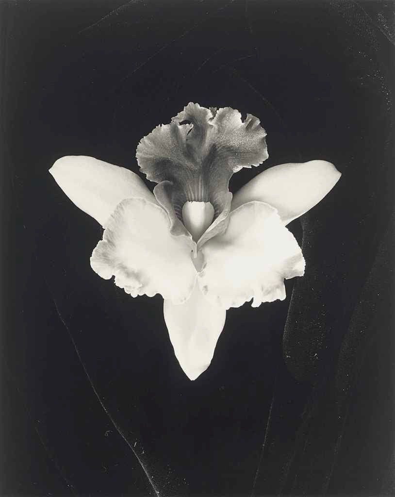 Robert Mapplethorpe — imagen 12